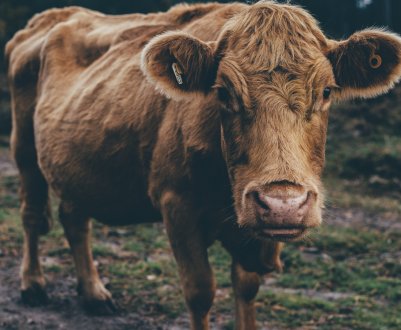 Росія закрила двері перед китайсько-білоруським кормом для худоби