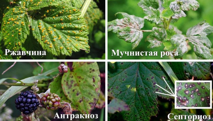 Хвороби ожини Хвороби ожини
