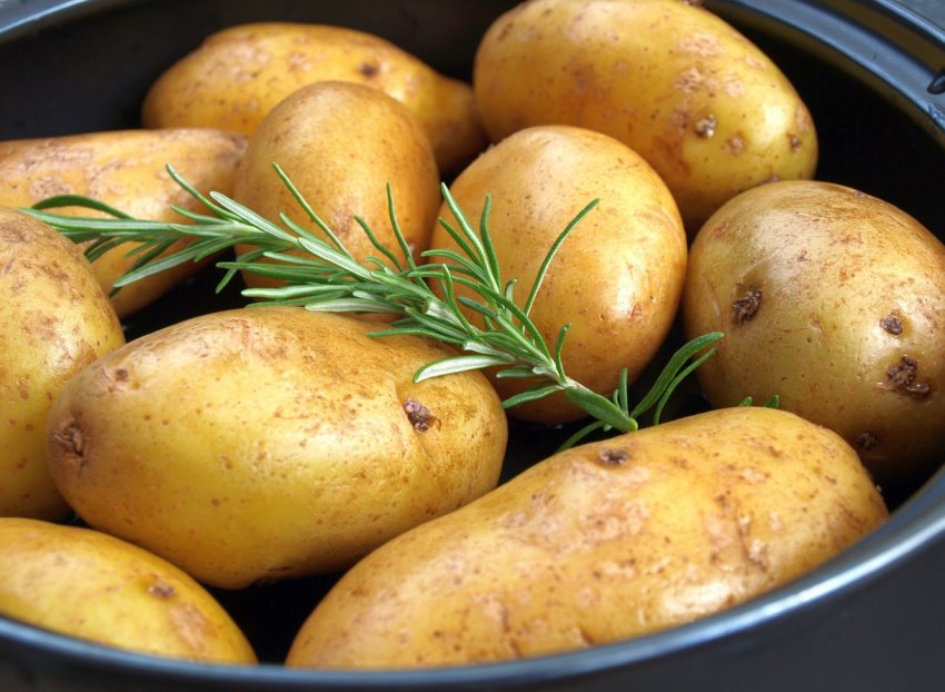 На Ставропіллі взялися за картоплю На Ставропіллі взялися за картоплю