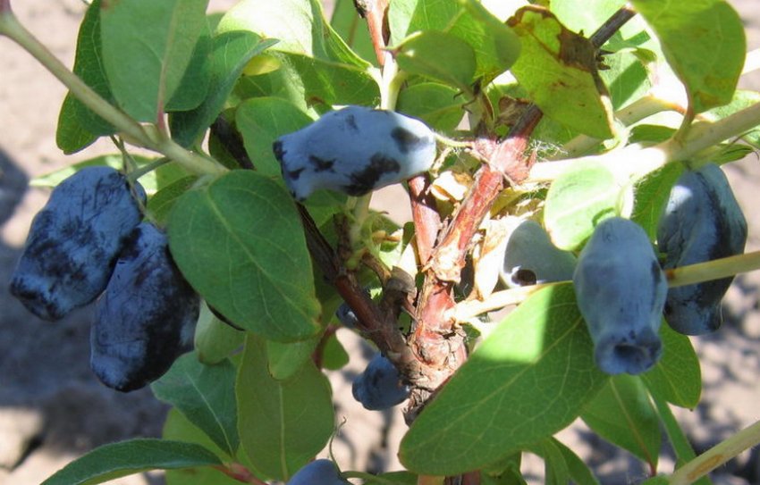 Сорт жимолості Принцеса Діана Сорт жимолості Принцеса Діана