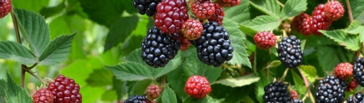 Опис і особливості вирощування ожини сорти Вождь Джозеф