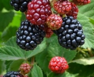 Опис і особливості вирощування ожини сорти Вождь Джозеф