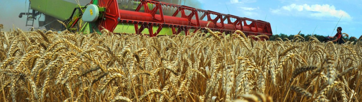 Столичні аграрії — на порозі грандіозного «прибирання»