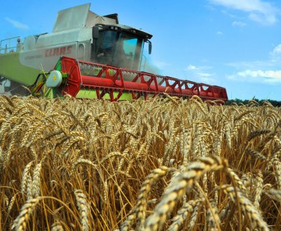 Столичні аграрії — на порозі грандіозного «прибирання»