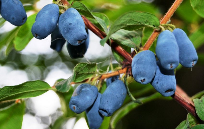 Сорт жимолості Принцеса Діана Сорт жимолості Принцеса Діана