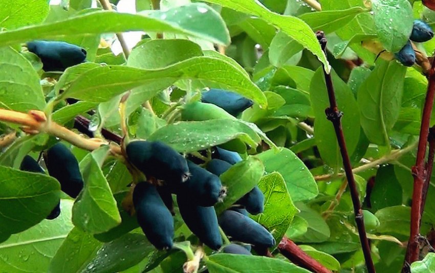 Сорт жимолості Принцеса Діана Сорт жимолості Принцеса Діана