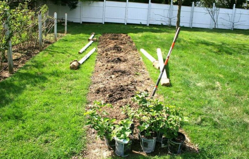 Місце для посадки ожини Місце для посадки ожини