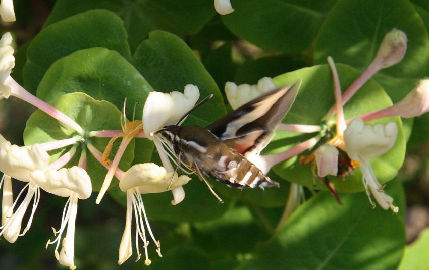 Запилення жимолості Запилення жимолості