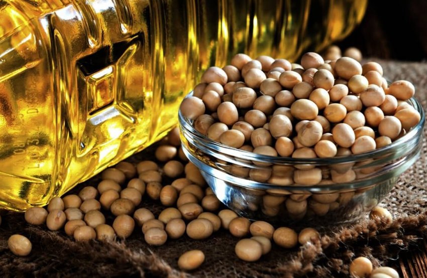 Амурські фермери мають намір відправляти сою і кукурудзу в Японію