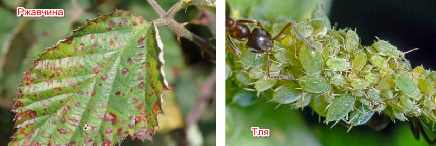 Хвороби і шкідники ожини Хвороби і шкідники ожини