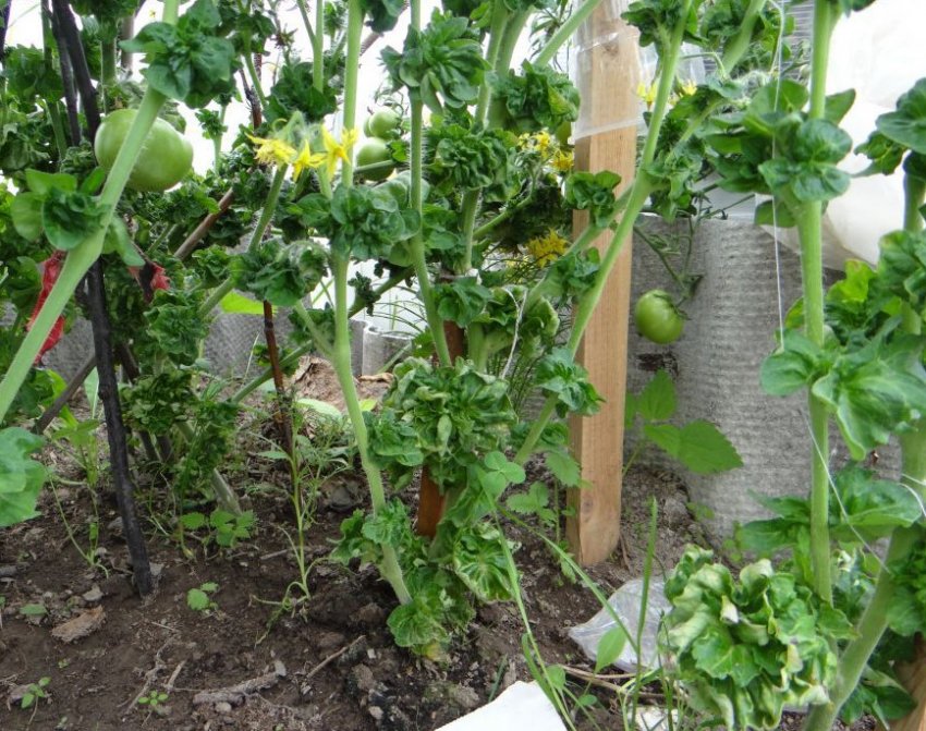 Томат Палиця Томат Палиця