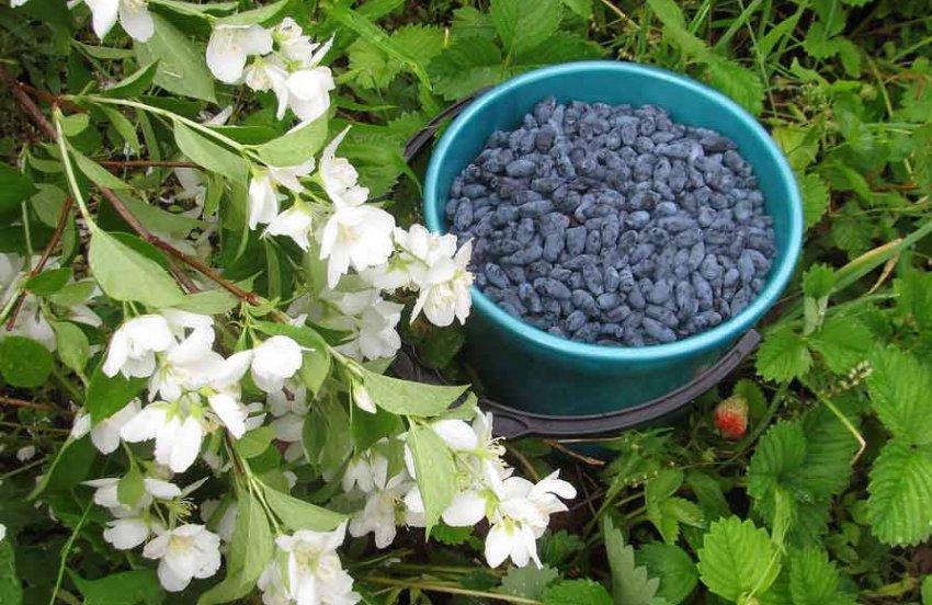 Збір врожаю жимолості Збір врожаю жимолості