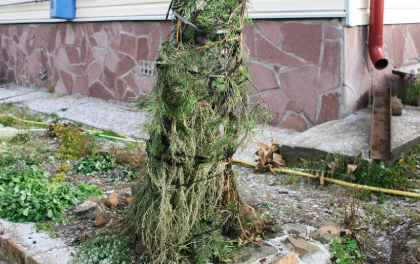 Укриття на зиму жимолості Укриття на зиму жимолості