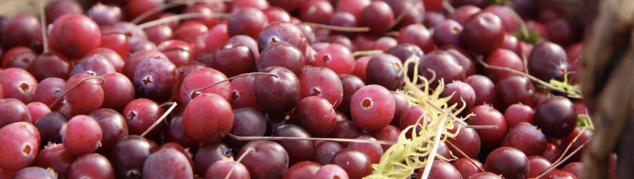 клюква созревает в каком месяце. . клюква созревает в каком месяце фото. клюква созревает в каком месяце-. картинка клюква созревает в каком месяце. картинка . Клюква обладает насыщенным кисло-сладким вкусом и множеством полезных свойств. Она считается одной из наиболее редких и дорогостоящих ягод. Клюква является ценным источником витаминов, микро- и макроэлементов, аминокислот и антиоксидантов. Правильная и своевременная заготовка клюквы поможет на весь год обеспечить семью вкусными и полезными плодами. Но для того чтобы ягоды принесли максимум пользы для здоровья нужно учитывать, когда собирают клюкву и как это правильно делать.