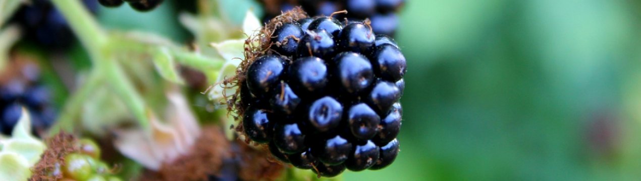 Особливості вирощування ожини сорти Дарроу