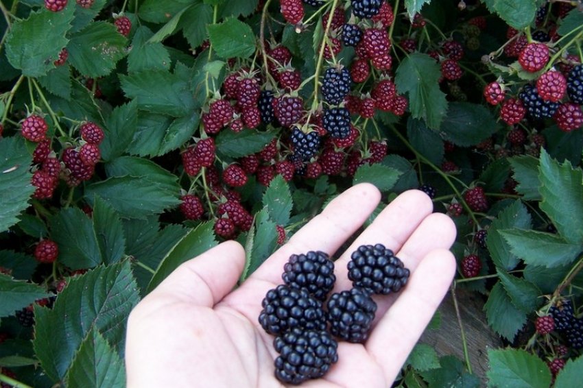 Ожина сорти Дарроу Ожина сорти Дарроу