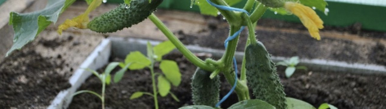 Вирощування огірків в теплиці з полікарбонату: особливості і правила догляду