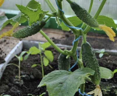 Вирощування огірків в теплиці з полікарбонату: особливості і правила догляду