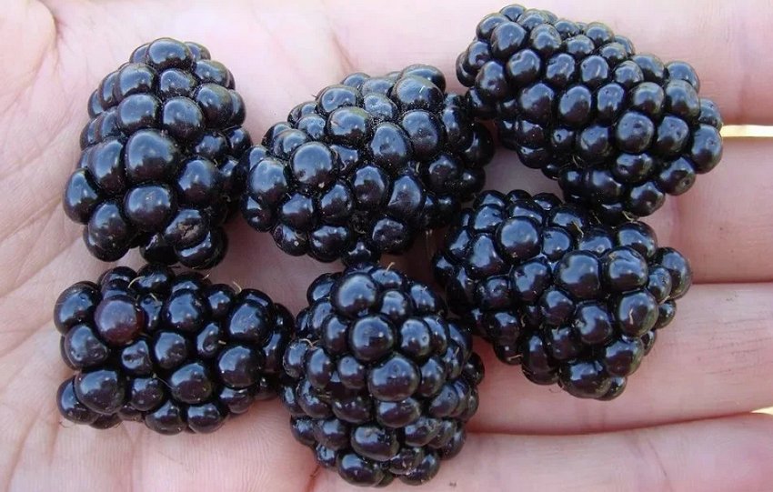 Ожина сорти Дарроу Ожина сорти Дарроу