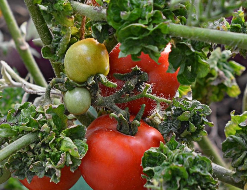 Томат Палиця Томат Палиця