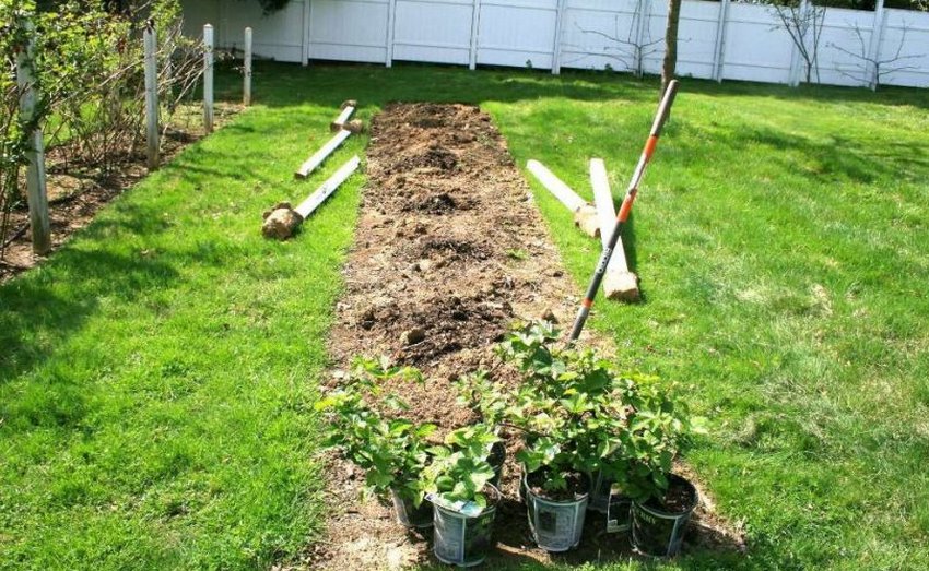 Місце для посадки ожини Місце для посадки ожини