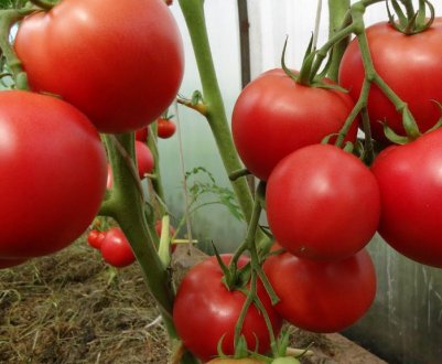Помідори «Бобкат»: опис сорту, посадка і догляд