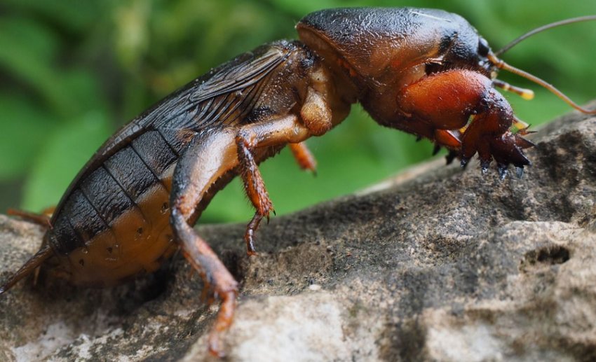 Капустянка Капустянка