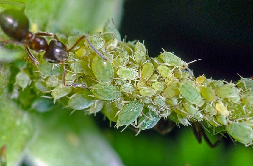 Малинная побеговая попелиця Малинная побеговая попелиця