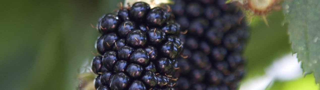 Характеристика та особливості вирощування ожини Прайм Арк Тревелер (Prime-Ark Traveler)