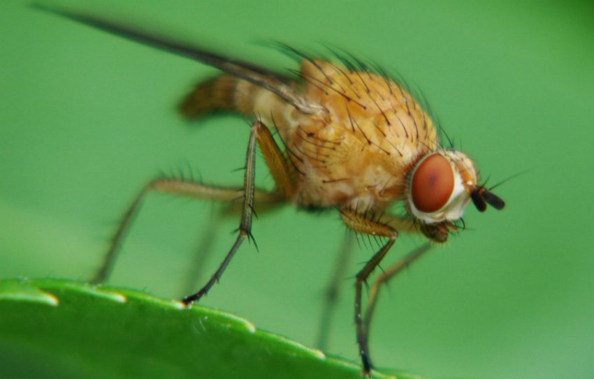 Малинная стеблова муха Малинная стеблова муха