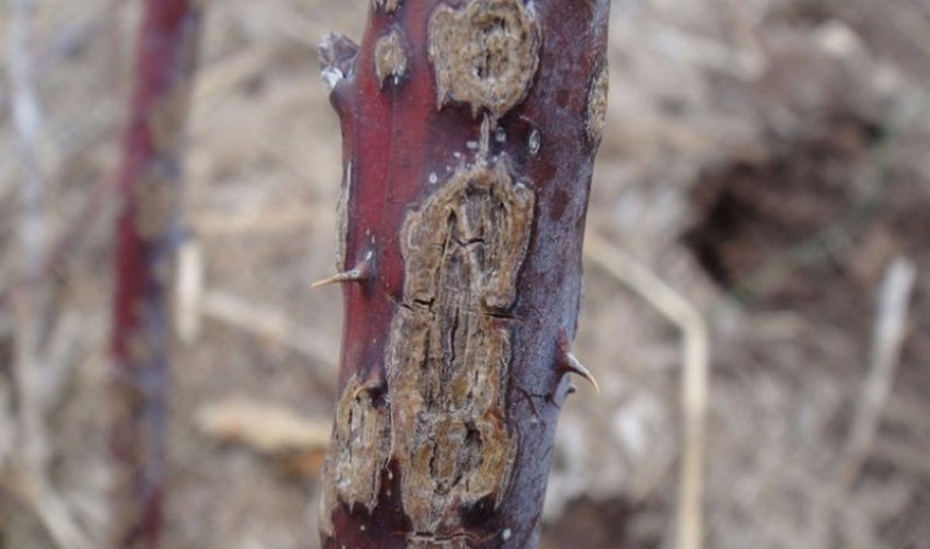 Антракноз ожини Антракноз ожини