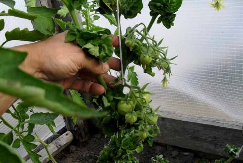 Підв'язка томатів Палиця Підв'язка томатів Палиця