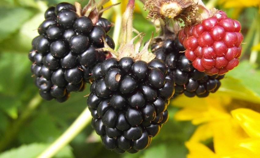 Ожина сорти Прайм Арк Тревелер Ожина сорти Прайм Арк Тревелер