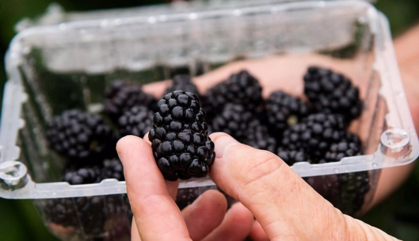 Збір врожаю ожини Збір врожаю ожини