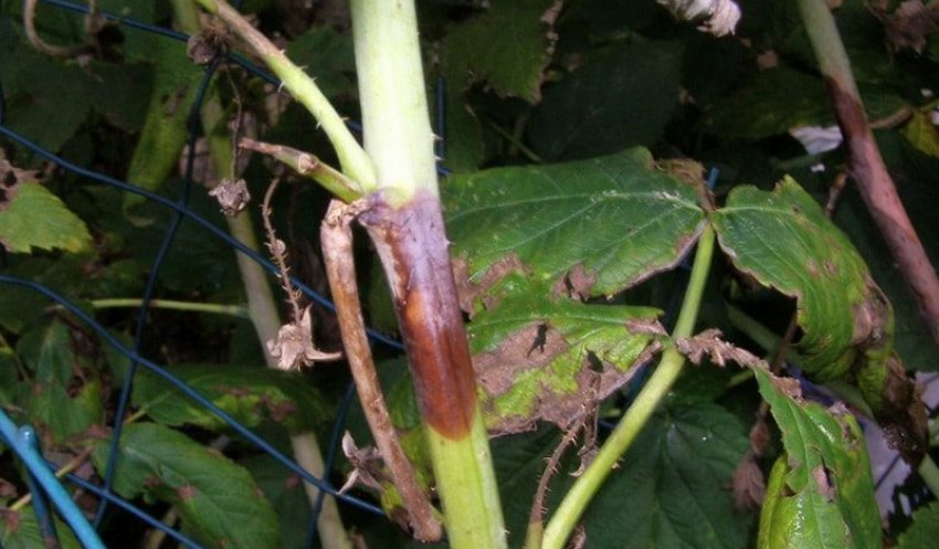 Дидимелла Дидимелла