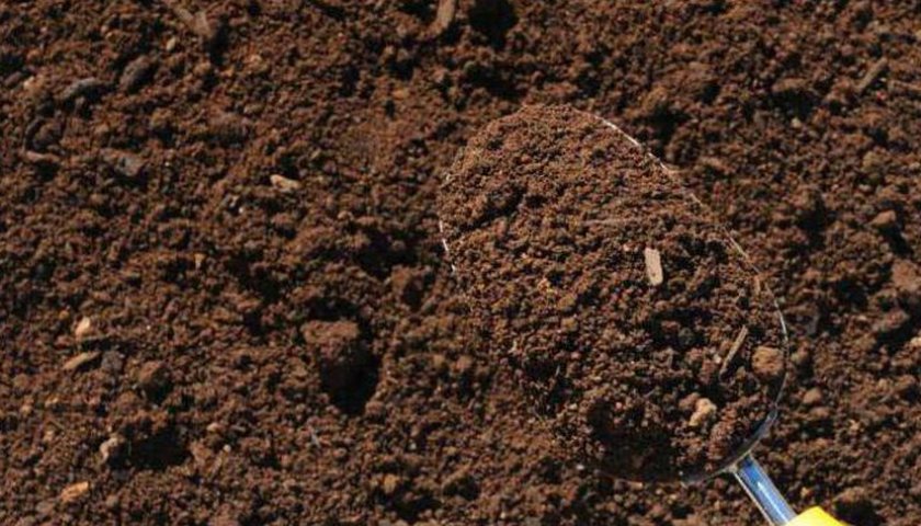 Почва для посадки ежевики Почва для посадки ежевики
