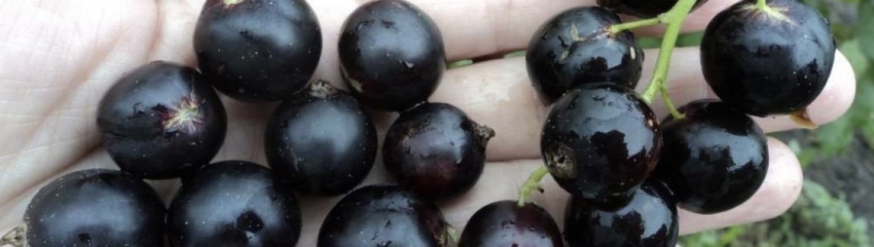Сорт черной смородины литвиновская описание и фото. . Сорт черной смородины литвиновская описание и фото фото. Сорт черной смородины литвиновская описание и фото-. картинка Сорт черной смородины литвиновская описание и фото. картинка . Добавить в избранное