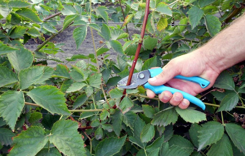 Обрізка ожини Обрізка ожини