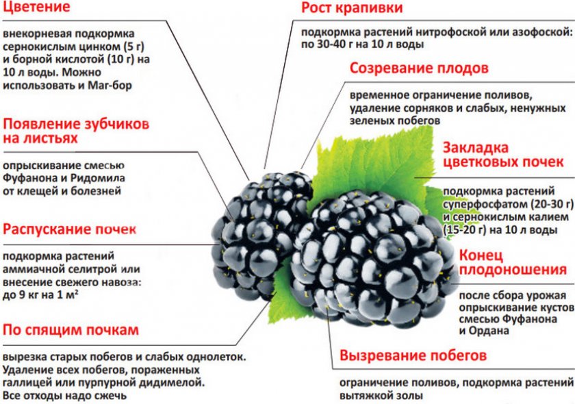 Подкормка ежевики Подкормка ежевики