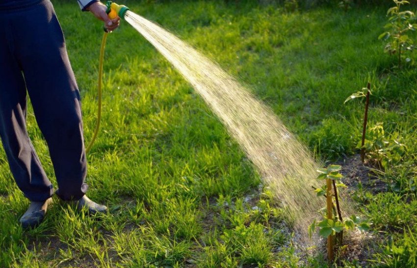 Полив ожини Полив ожини