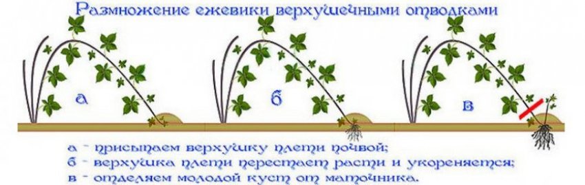 Розмноження верхівковими відведеннями Розмноження верхівковими відведеннями