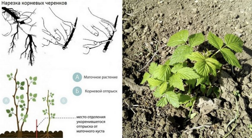 Розведення кореневими нащадками Розведення кореневими нащадками