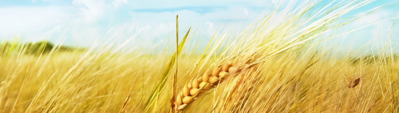 У Великобританії поновилися дебати з електронного паспорту зерна