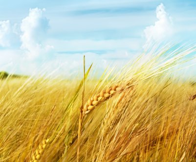 У Великобританії поновилися дебати з електронного паспорту зерна