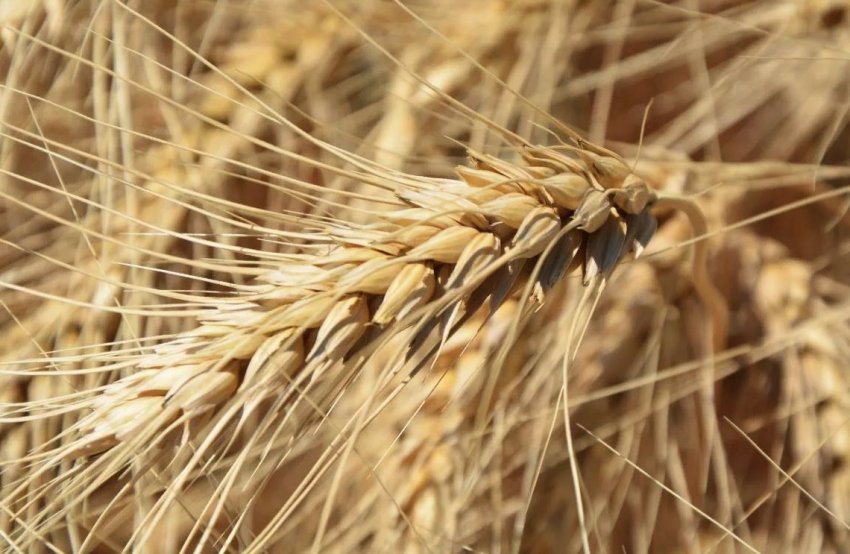 У Великобританії поновилися дебати з електронного паспорту зерна У Великобританії поновилися дебати з електронного паспорту зерна