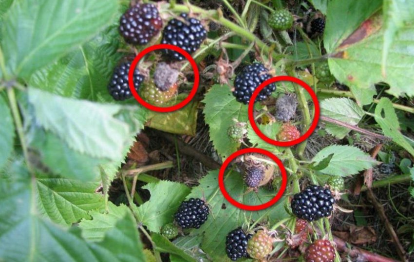 Борошниста роса на ожині Борошниста роса на ожині