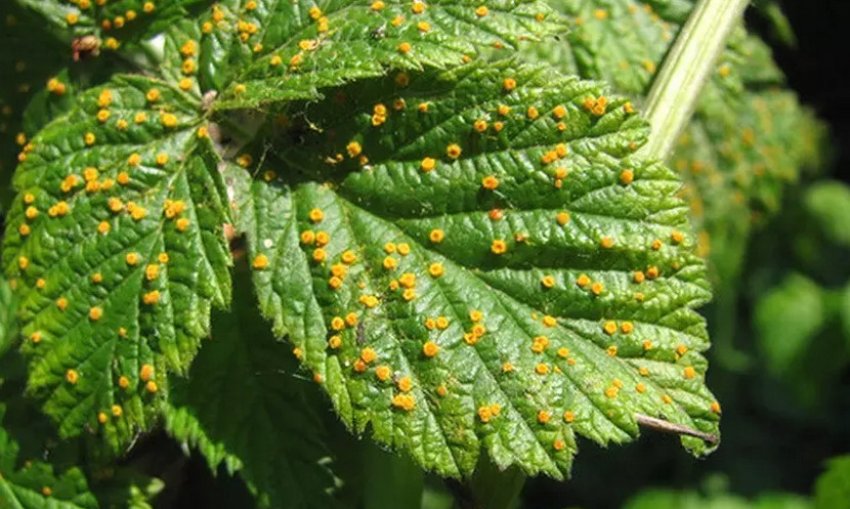 Іржа на листі ожини Іржа на листі ожини