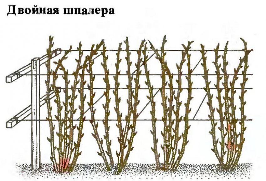 Ежевика после зимы что делать. Смотреть фото Ежевика после зимы что делать. Смотреть картинку Ежевика после зимы что делать. Картинка про Ежевика после зимы что делать. Фото Ежевика после зимы что делать