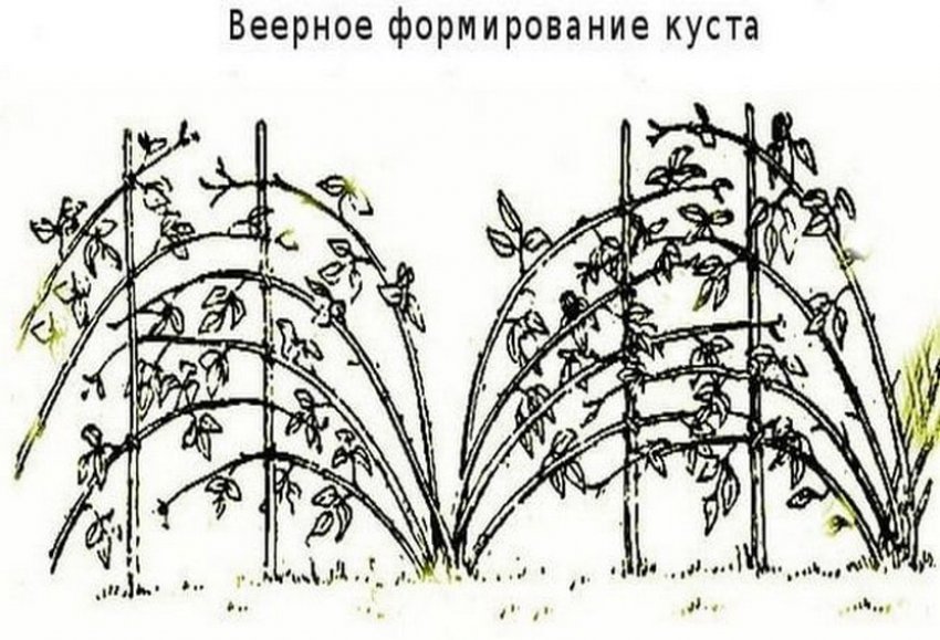 Ежевика после зимы что делать. Смотреть фото Ежевика после зимы что делать. Смотреть картинку Ежевика после зимы что делать. Картинка про Ежевика после зимы что делать. Фото Ежевика после зимы что делать