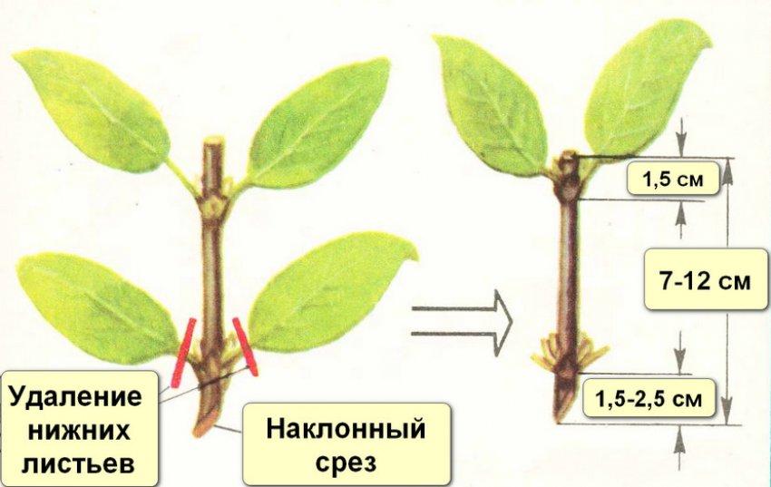 Розмноження жимолості живцями Розмноження жимолості живцями